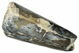 Dinosaur-Eating Crocodile (Sarcosuchus) Tooth - Niger #282084-1